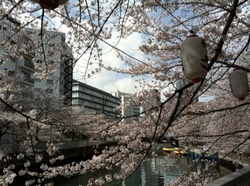 大横川桜1.jpgのサムネール画像のサムネール画像のサムネール画像