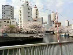 大横川桜2.jpgのサムネール画像のサムネール画像