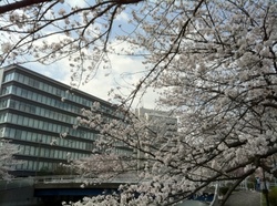 大横川桜3.jpg