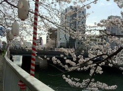 大横川桜4.jpg