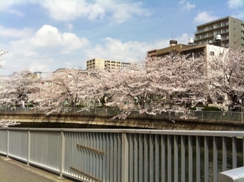 大横川桜5.jpg