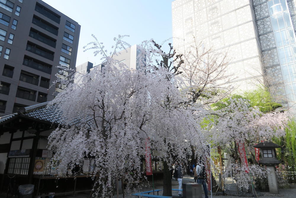 六角寺 頂法寺 の桜開花状況 京都でのホテル予約は 東急ステイ 京都両替町通 公式